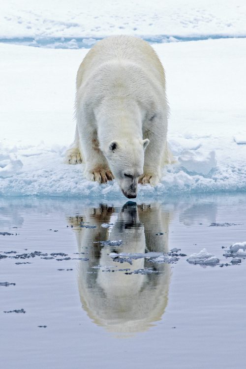 Polar Bear (+ reflection ) 8719