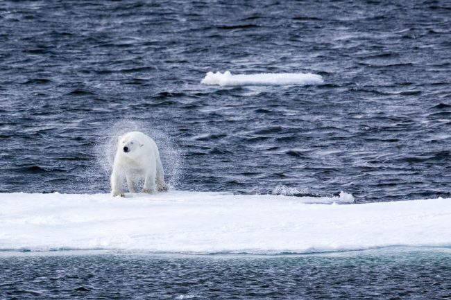 Polar Bear (water shake) 6863